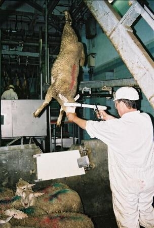 abattoirs,condition animale,transports animaux,végétarisme,protection animale,droits des animaux,jean-luc daub,ces bêtes qu'on abat,maltraitance,législation animale