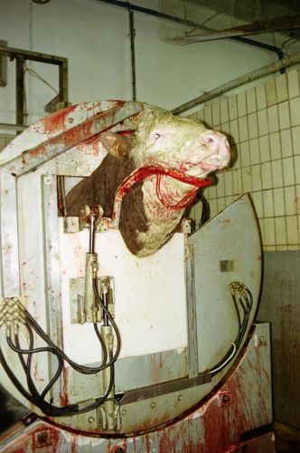 abattoirs, condition animale, transports animaux, végétarisme, protection animale, droits des animaux, Jean-Luc Daub, Ces bêtes qu'on abat, maltraitance, législation animale, viande ; animaux, animal ; bêtes, fraternité