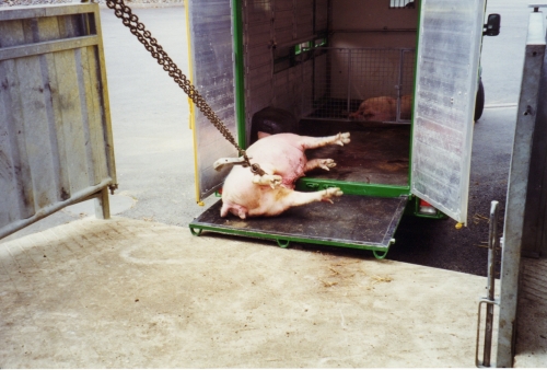 abattoirs, condition animale, transports animaux, végétarisme, protection animale, droits des animaux, Jean-Luc Daub, Ces bêtes qu'on abat, maltraitance, législation animale, viande ; animaux, animal ; bêtes, fraternité