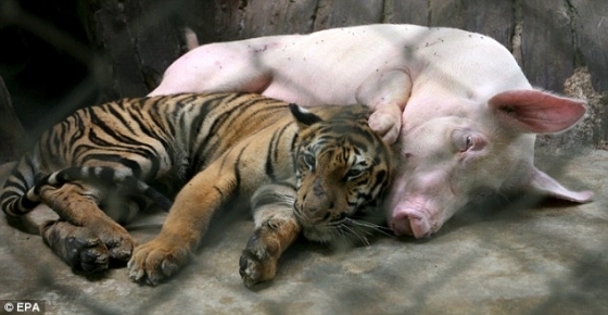 tendresse-entre-une-truie-et-un-tigre_9027_w560.jpg