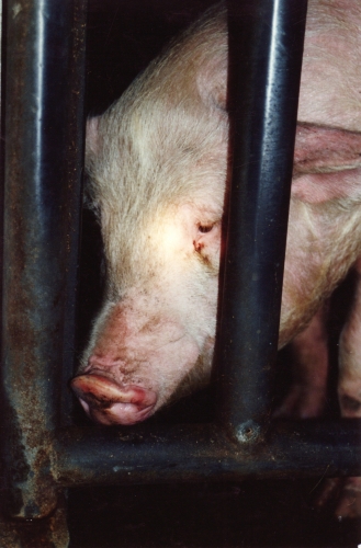 abattoirs, condition animale, transports animaux, végétarisme, protection animale, droits des animaux, Jean-Luc Daub, Ces bêtes qu'on abat, maltraitance