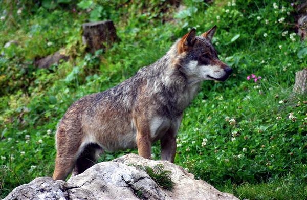 c-est-en-juin-2011-que-la-presence-du-loup-est-formellement-averee-en-franche-comte-il-a-ete-photog.jpg