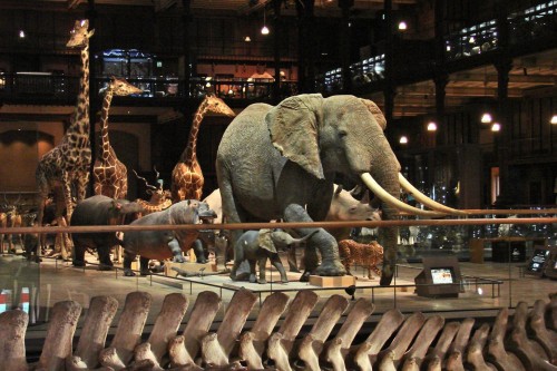 La_galerie_de_lEvolution_Museum_National_dHistoire_Naturelle.jpg