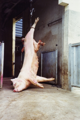 abattoirs, condition animale, transports animaux, végétarisme, protection animale, droits des animaux, Jean-Luc Daub, Ces bêtes qu'on abat, maltraitance, législation animale, viande ; animaux, animal ; bêtes, fraternité