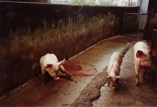 abattoirs, condition animale, transports animaux, végétarisme, protection animale, droits des animaux, Jean-Luc Daub, Ces bêtes qu'on abat, maltraitance, législation animale
