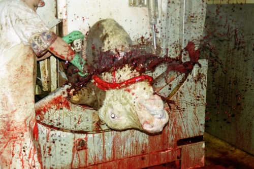 abattoirs, condition animale, transports animaux, végétarisme, protection animale, droits des animaux, Jean-Luc Daub, Ces bêtes qu'on abat, maltraitance, législation animale, viande ; animaux, animal ; bêtes, fraternité