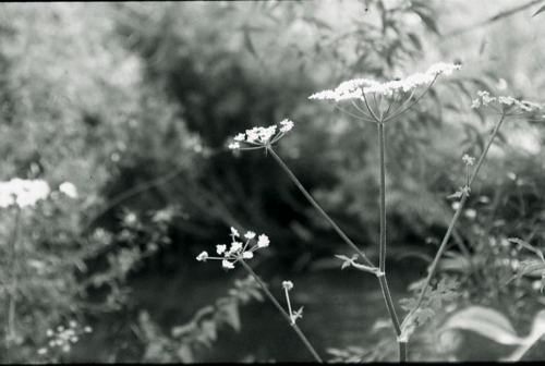 Sara, marais de Bourges
