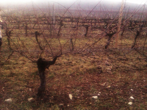 IMAG0541.jpg