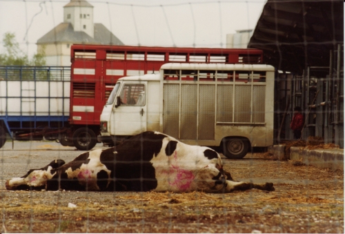 abattoirs, condition animale, transports animaux, végétarisme, protection animale, droits des animaux, Jean-Luc Daub, Ces bêtes qu'on abat, maltraitance, législation animale, viande ; animaux, animal ; bêtes, fraternité, abattage rituel, halal, hallal, casher