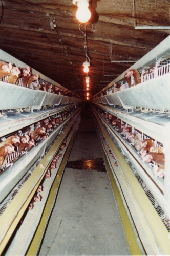 abattoirs, condition animale, transports animaux, végétarisme, protection animale, droits des animaux, Jean-Luc Daub, Ces bêtes qu'on abat, maltraitance, législation animale, viande ; animaux, animal ; bêtes, fraternité, abattage rituel, halal, hallal, casher