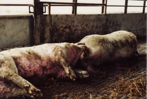 abattoirs, condition animale, transports animaux, végétarisme, protection animale, droits des animaux, Jean-Luc Daub, Ces bêtes qu'on abat, maltraitance, législation animale