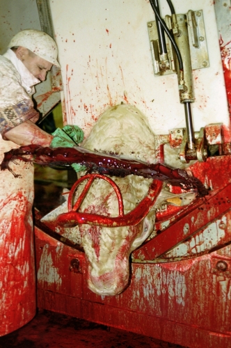 abattoirs, condition animale, transports animaux, végétarisme, protection animale, droits des animaux, Jean-Luc Daub, Ces bêtes qu'on abat, maltraitance, législation animale, viande ; animaux, animal ; bêtes, fraternité, abattage rituel