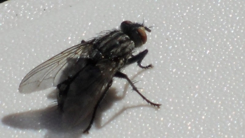 mouche.JPG