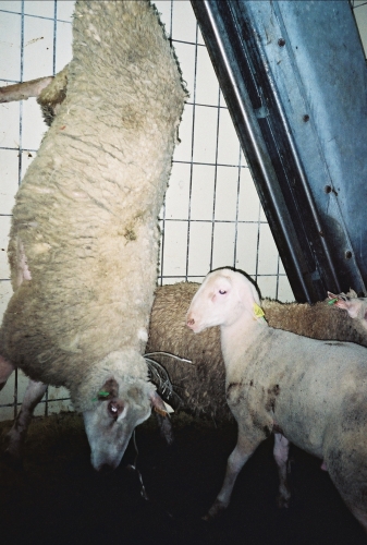 abattoirs, condition animale, transports animaux, végétarisme, protection animale, droits des animaux, Jean-Luc Daub, Ces bêtes qu'on abat, maltraitance, législation animale, viande ; animaux, animal ; bêtes, fraternité, abattage rituel, halal, hallal, casher
