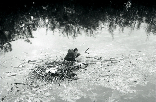 Sara, marais de Bourges