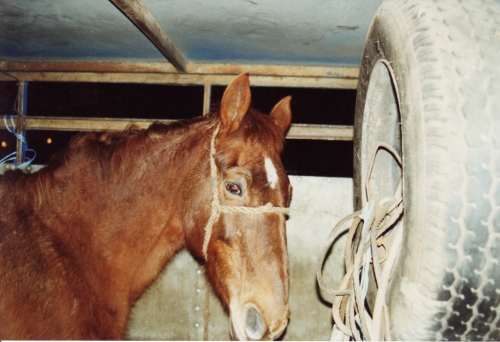 abattoirs, condition animale, transports animaux, végétarisme, protection animale, droits des animaux, Jean-Luc Daub, Ces bêtes qu'on abat, maltraitance, législation animale, viande ; animaux, animal ; bêtes, fraternité, abattage rituel, halal, hallal, casher