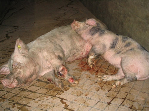 abattoirs, condition animale, transports animaux, végétarisme, protection animale, droits des animaux, Jean-Luc Daub, Ces bêtes qu'on abat, maltraitance, législation animale, viande