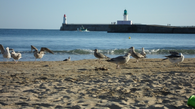 Sables d'Olonne, Sables de septembre, Mavra Nicolaïevna Novogrochneïeva, mouettes, plages, Olonne