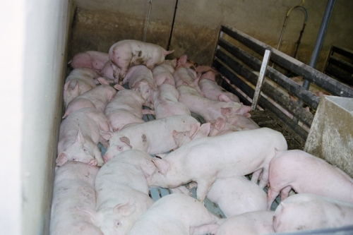 abattoirs, condition animale, transports animaux, végétarisme, protection animale, droits des animaux, Jean-Luc Daub, Ces bêtes qu'on abat, maltraitance, législation animale, viande ; animaux, animal ; bêtes, fraternité
