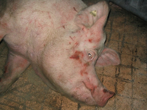abattoirs, condition animale, transports animaux, végétarisme, protection animale, droits des animaux, Jean-Luc Daub, Ces bêtes qu'on abat, maltraitance, législation animale, viande ; animaux, animal ; bêtes, fraternité