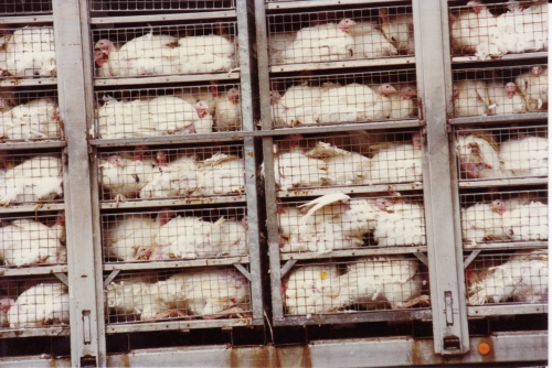 abattoirs, condition animale, transports animaux, végétarisme, protection animale, droits des animaux, Jean-Luc Daub, Ces bêtes qu'on abat, maltraitance, législation animale, viande ; animaux, animal ; bêtes, fraternité, abattage rituel, halal, hallal, casher