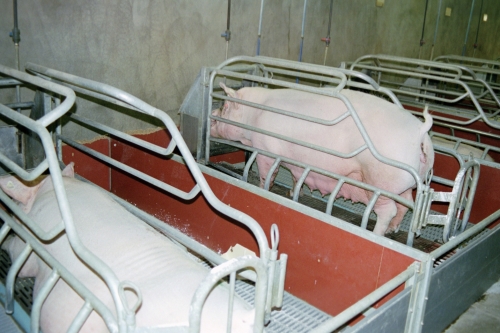 abattoirs, condition animale, transports animaux, végétarisme, protection animale, droits des animaux, Jean-Luc Daub, Ces bêtes qu'on abat, maltraitance, législation animale, viande ; animaux, animal ; bêtes, fraternité, abattage rituel, halal, hallal, casher