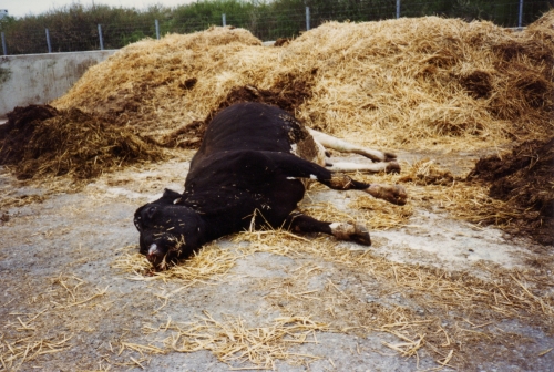 abattoirs, condition animale, transports animaux, végétarisme, protection animale, droits des animaux, Jean-Luc Daub, Ces bêtes qu'on abat, maltraitance, législation animale, viande ; animaux, animal ; bêtes, fraternité, abattage rituel, halal, hallal, casher