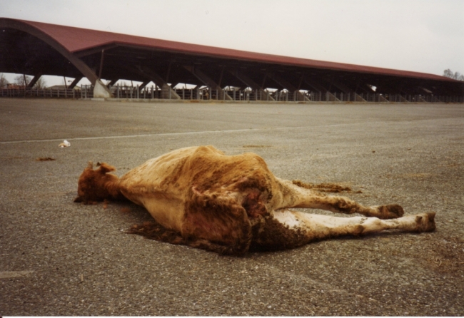 abattoirs,condition animale,transports animaux,végétarisme,protection animale,droits des animaux,jean-luc daub,ces bêtes qu'on abat,maltraitance,législation animale,viande ; animaux,animal ; bêtes,fraternité,abattage rituel,halal,hallal,casher