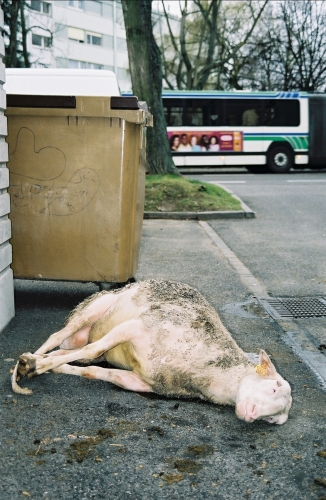 abattoirs, condition animale, transports animaux, végétarisme, protection animale, droits des animaux, Jean-Luc Daub, Ces bêtes qu'on abat, maltraitance, législation animale