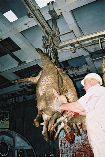 abattoirs, condition animale, transports animaux, végétarisme, protection animale, droits des animaux, Jean-Luc Daub, Ces bêtes qu'on abat, maltraitance, législation animale, viande ; animaux, animal ; bêtes, fraternité, abattage rituel, halal, hallal, casher