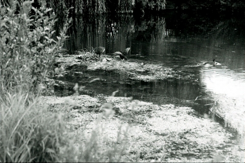 Sara, marais de Bourges