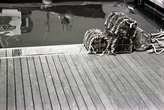 bien-être animal, porcs, jean-luc daub,