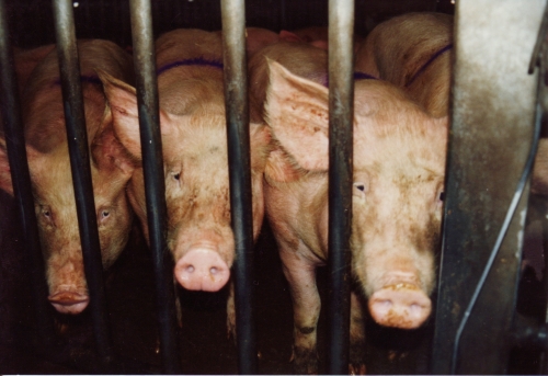 abattoirs, condition animale, transports animaux, végétarisme, protection animale, droits des animaux, Jean-Luc Daub, Ces bêtes qu'on abat, maltraitance, législation animale