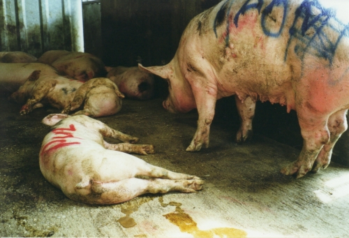 abattoirs, condition animale, transports animaux, végétarisme, protection animale, droits des animaux, Jean-Luc Daub, Ces bêtes qu'on abat, maltraitance, législation animale, viande ; animaux, animal ; bêtes, fraternité
