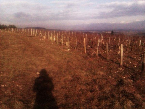 Carvos Loup, vignes, viticulture
