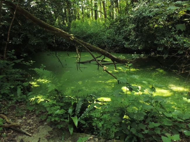 2014.06.02.Grostière10.jpg