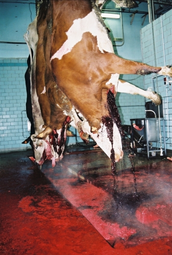abattoirs, condition animale, transports animaux, végétarisme, protection animale, droits des animaux, Jean-Luc Daub, Ces bêtes qu'on abat, maltraitance, législation animale
