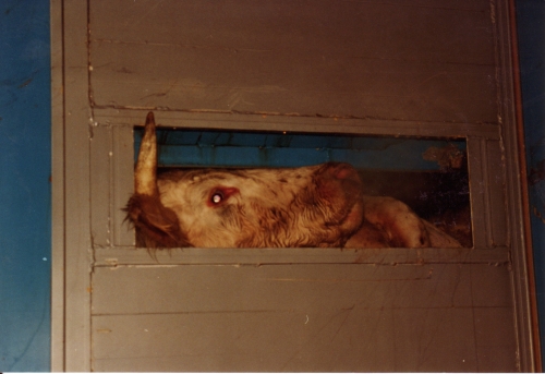 abattoirs, condition animale, transports animaux, végétarisme, protection animale, droits des animaux, Jean-Luc Daub, Ces bêtes qu'on abat, maltraitance, législation animale, viande ; animaux, animal ; bêtes, fraternité, abattage rituel, halal, hallal, casher