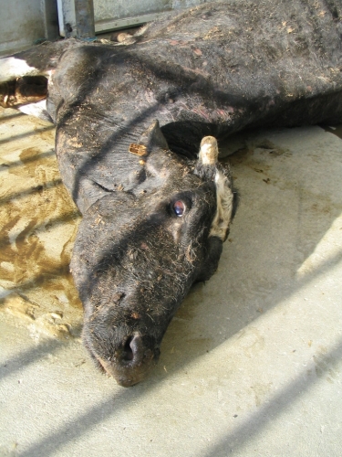 abattoirs, condition animale, transports animaux, végétarisme, protection animale, droits des animaux, Jean-Luc Daub, Ces bêtes qu'on abat, maltraitance, législation animale, viande ; animaux, animal ; bêtes, fraternité