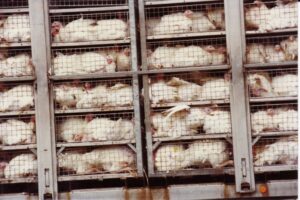 Ces bêtes qu’on abat : Un chariot de lapins blancs
