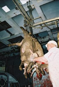 Ces bêtes qu’on abat : Dernier sursaut d’un veau