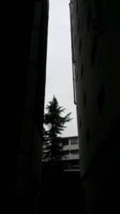 Mon beau sapin