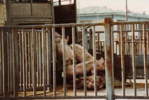 Ces bêtes qu’on abat : Un abattoir qui aurait dû fermer