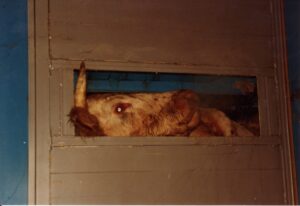 Ces bêtes qu’on abat : Une petite vache dans le box rotatif