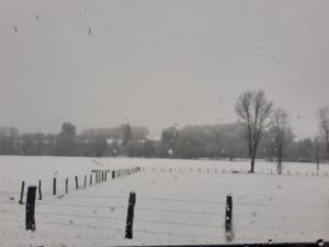Vies
