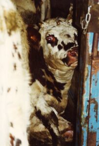 Ces bêtes qu’on abat : Des vaches dans le local d’abattage d’urgence