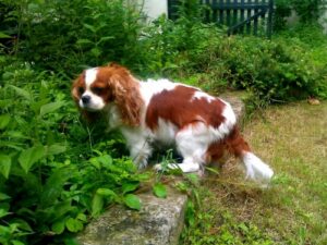 Hildegarde, abbesse d’antan