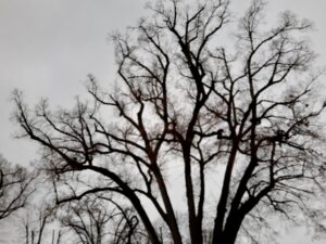 L&rsquo;arbre de l&rsquo;abbaye de Fontenay