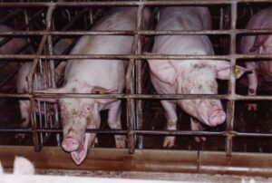 Ces bêtes qu’on abat : Le « bien-être » des porcs… Un argument publicitaire