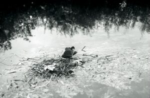 Les marais de Bourges